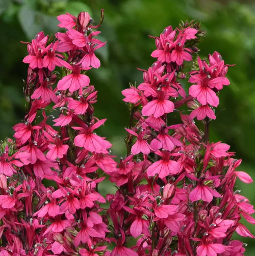 Лобелія Deeprose